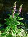 Plantaginaceae-Digitalis-purpurea-Digitale-pourpre-Gant-de-Notre-Dame.jpg