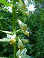 Plantaginaceae-Digitalis-x-Sibirica-Digitale-de-Siberie.jpg