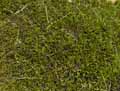 Plantaginaceae-Globularia-cordifolia-Globulaire-a-feuilles-en-coeur-Globulaire-a-feuilles-cordees-Bouton-bleu-a-feuilles-cordees-Veuve-celeste.jpg