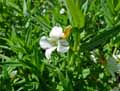 Gratiola officinalis