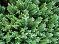 Hebe albicans
