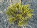 Hebe ochraea