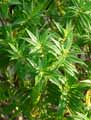 Hebe salicifolia