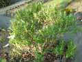 Hebe salicifolia
