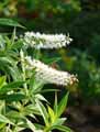 Hebe salicifolia