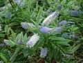 Hebe speciosa Blue Boy