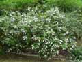 Hebe speciosa Blue Boy