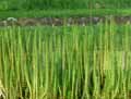 Plantaginaceae-Hippuris-vulgaris-Pesse-d-eau-Hippuris-vulgaire.jpg