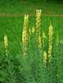 Linaria vulgaris