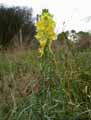 Plantaginaceae-Linaria-vulgaris-Linaire-commune.jpg