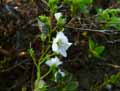 Parahebe lyallii