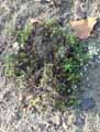 Parahebe lyallii