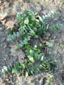 Parahebe perfoliata