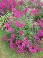 Penstemon Gernet