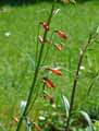 Penstemon barbatus Coccineus