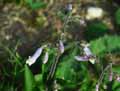 Penstemon confertus