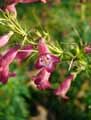 Penstemon kunthii