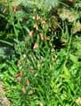 Penstemon labrosus