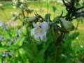 Penstemon ovatus