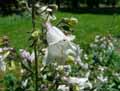 Penstemon ovatus