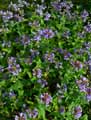 Penstemon serrulatus