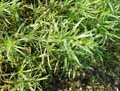 Plantago afra