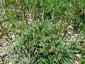Plantago coronopus