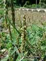 Plantago coronopus