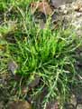 Plantago coronopus ssp. coronopus