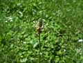 Plantago lanceolata