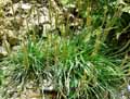 Plantago maritima subsp. serpentina