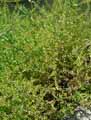 Veronica anagallis-aquatica