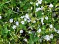 Veronica aphylla