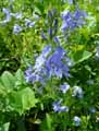 Veronica austriaca subsp. teucrium