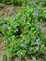 Veronica austriaca subsp. teucrium