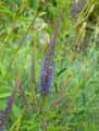 Veronica bachofenii