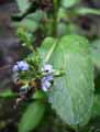 Veronica beccabunga