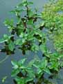 Veronica beccabunga