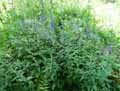 Veronica biebersteinii