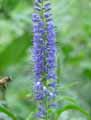 Veronica biebersteinii
