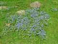 Veronica chamaedris