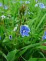 Veronica chamaedris