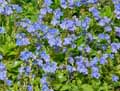 Veronica chamaedris