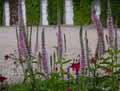 Veronica longifolia