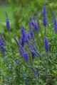 Veronica longifolia