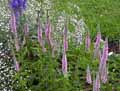 Veronica longifolia