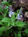 Veronica officinalis