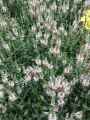 Veronica repens
