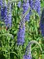 Veronica spicata