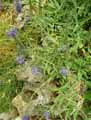 Veronica spicata
